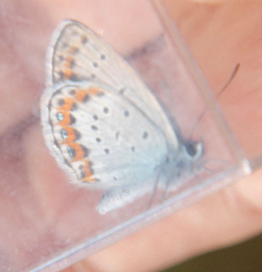 Plebejus argus?  S